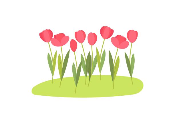 花坛上种着郁金香。绿色的草坪上长着红花。春花为春假设计。花园的花床。彩色卡通平面矢量插图图片下载