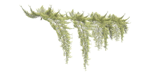 攀援植物匍匐植物孤立在白色背景3d插图图片下载