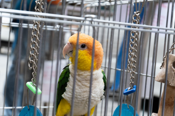 鸟笼中有绿色、橙色、黄色和白色的宠物鸟图片下载