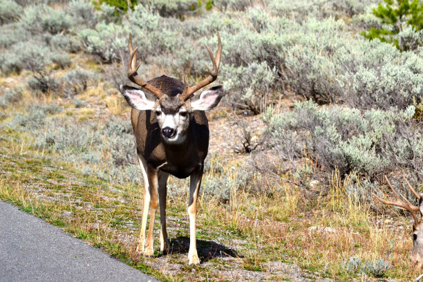 路边的鹿图片下载