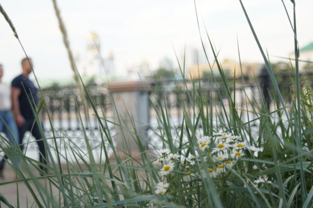 雏菊在高草丛中盛开。在城市环境的背景下。图片下载