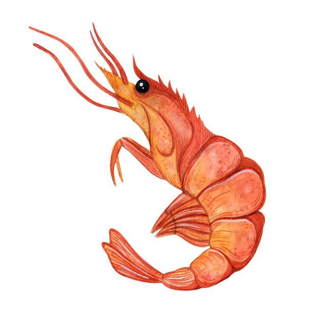 水彩整个虾孤立在白色背景上。手绘插图。海鲜小品，鲜煮对虾。带壳的海洋动物，未剥皮的肉。Clipart菜单设计，咖啡馆，市场，网络图片下载