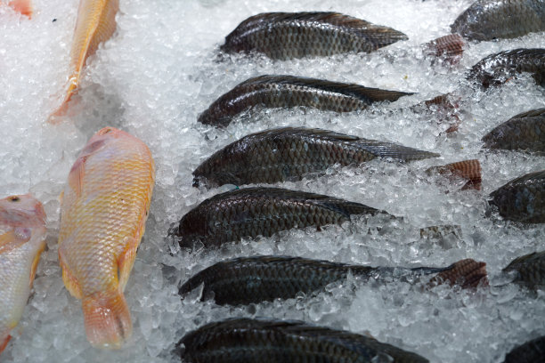 超市里的新鲜冷冻鱼卖着各种各样的新鲜食品。图片下载