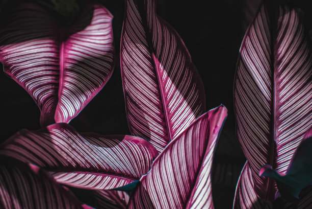 摘要绿叶纹理，自然背景，热带叶片图片下载