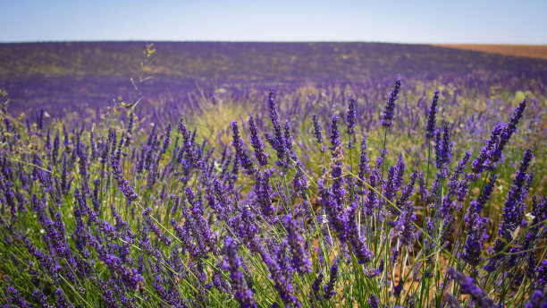 阳光下的薰衣草田，西班牙。美丽的薰衣草田。薰衣草花田，图片为自然背景。薰衣草田的景色很美。图片下载