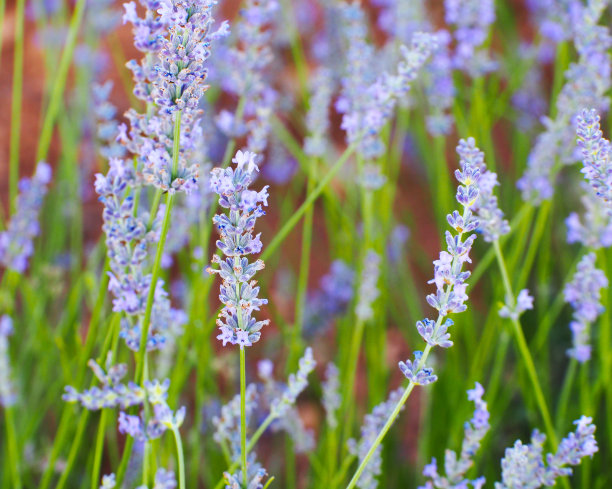 阳光下的薰衣草田，西班牙。美丽的薰衣草田。薰衣草花田，图片为自然背景。薰衣草田的景色很美。图片下载