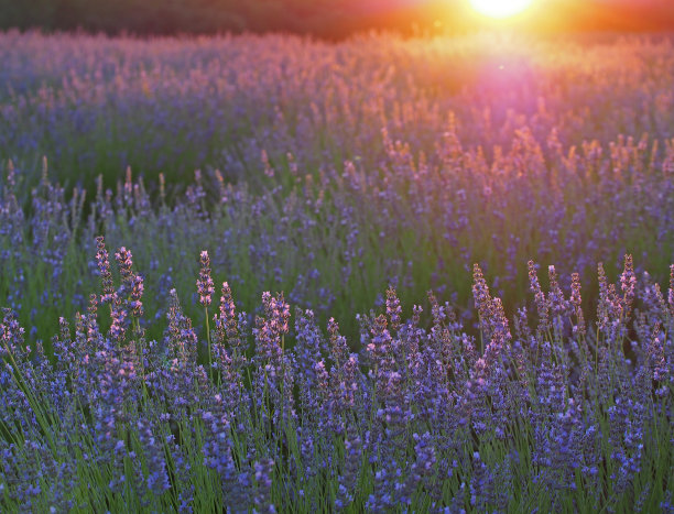 阳光下的薰衣草田，西班牙。美丽的薰衣草田。薰衣草花田，图片为自然背景。薰衣草田的景色很美。图片下载