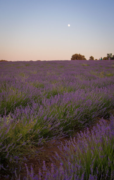 阳光下的薰衣草田，西班牙。美丽的薰衣草田。薰衣草花田，图片为自然背景。薰衣草田的景色很美。图片下载