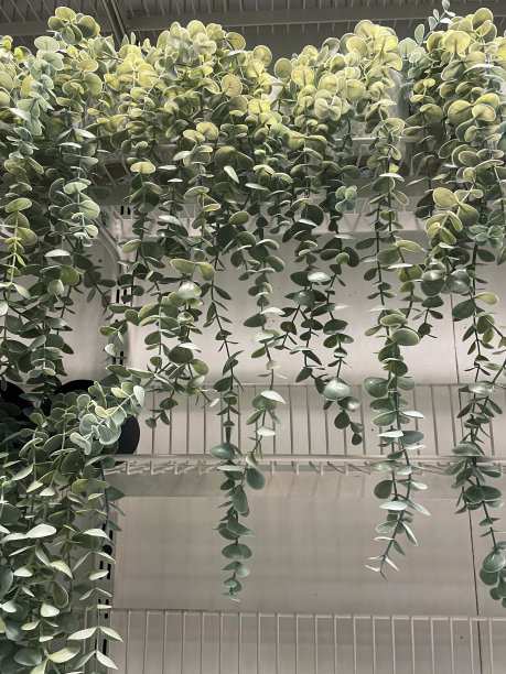 现代的、人工的、拖尾的室内盆栽植物的特写图像，长长的塑料茎和银绿色的叶子，假桉树瀑布般从花盆上垂下来，现代的室内设计图片下载