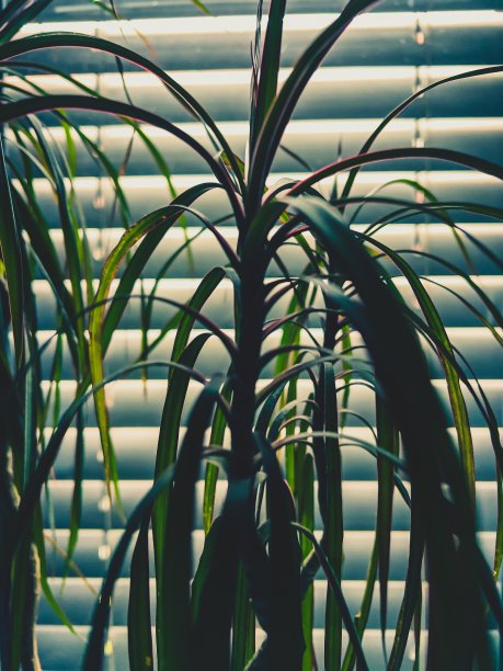 关着的窗户前的温室植物。图片下载