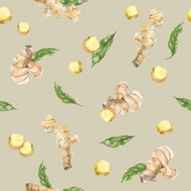 水彩手绘生姜的根和叶。图片下载