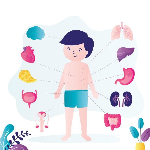 一个有明显内脏的小男孩。人体解剖学。教育信息图表为孩子图片下载