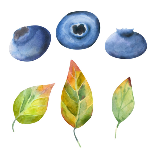水彩插图。蓝莓元素的集合。单个蓝莓和绿叶。图片下载