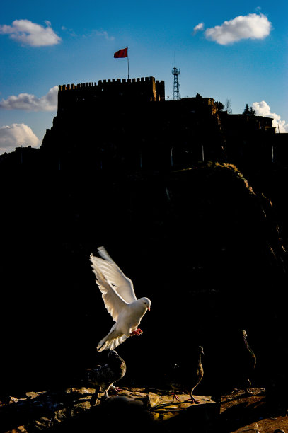 安卡拉城堡和白鸽图片下载