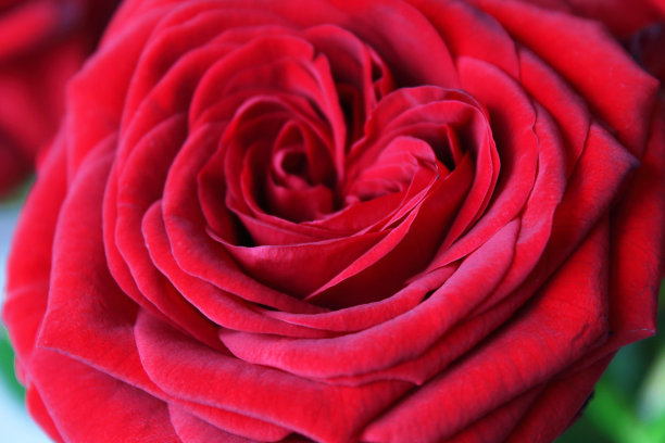 美丽的红玫瑰。特写镜头。前视图。背景。纹理。图片下载