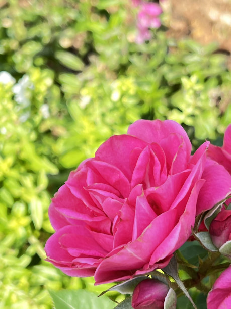 冲绳县那霸神通公园鲜花盛开图片下载