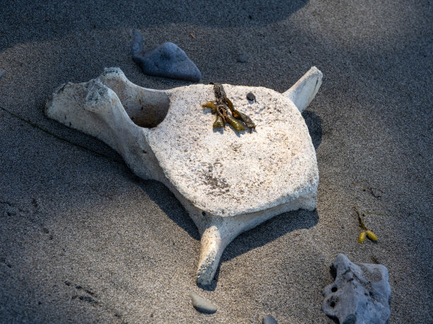 近距离看，漂白沙滩上的脊骨图片下载