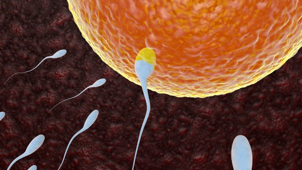 精子受精是单倍体配子的融合图片下载
