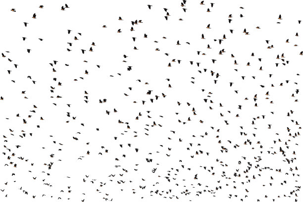 空中鸟类的背景图片下载