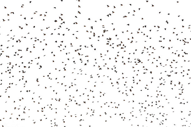 空中鸟类的背景图片下载