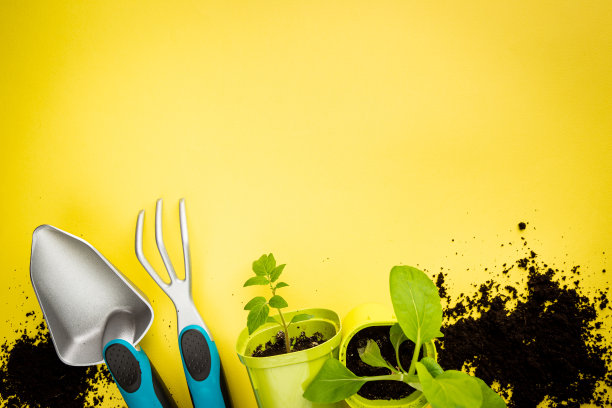 园艺或种植概念。图片下载