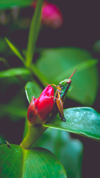 彩虹蚱蜢栖息在树叶上图片下载