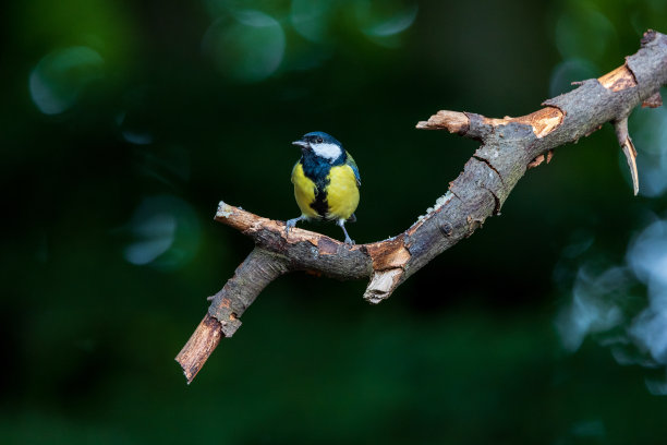 大山雀坐在树枝上，散景背景图片下载