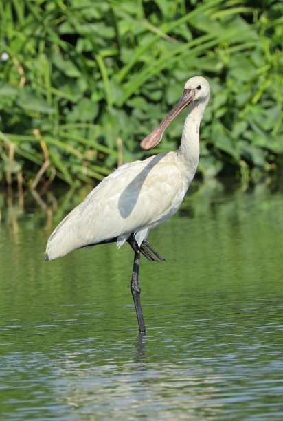 白琵鹭图片下载