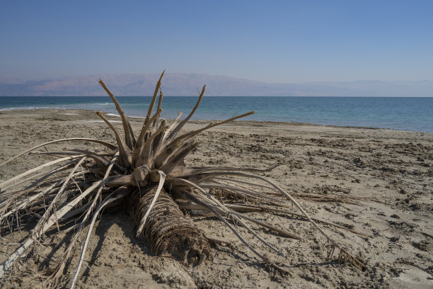 死海边的枯棕榈树图片下载