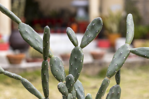 仙人掌与模糊的背景图片下载