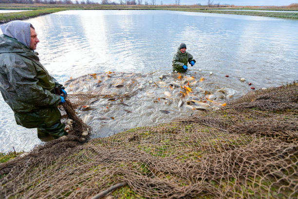 两个工人渔民在商业捕鱼，在渔场收获，在防水服，鱼出来图片下载
