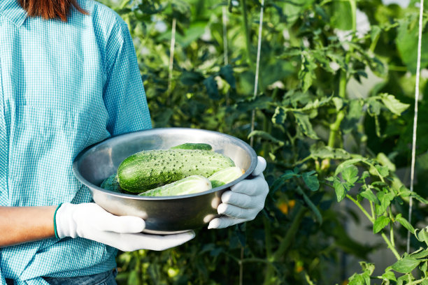 一个农妇手里盛着新鲜采摘的黄瓜。夏季蔬菜园或温室。图片下载