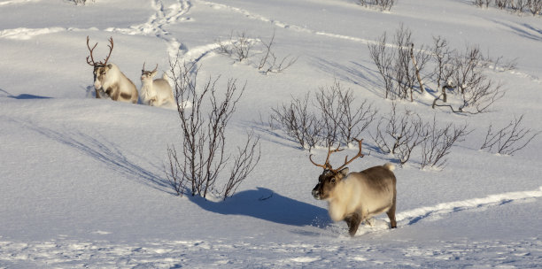 驯鹿图片下载