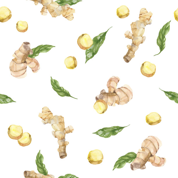 水彩手绘生姜的根和叶。图片下载