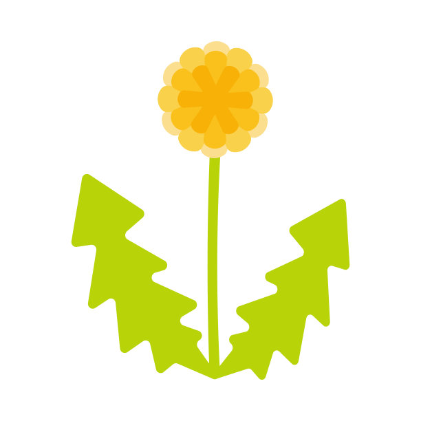 蒲公英。图片下载