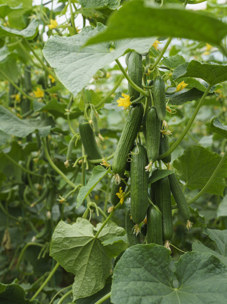 土耳其安塔利亚温室夏季新鲜有机黄瓜图片下载