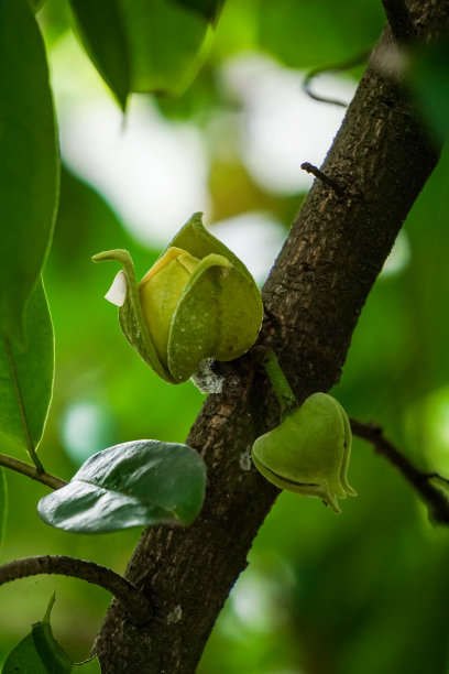 用酸面包果制成的花图片下载