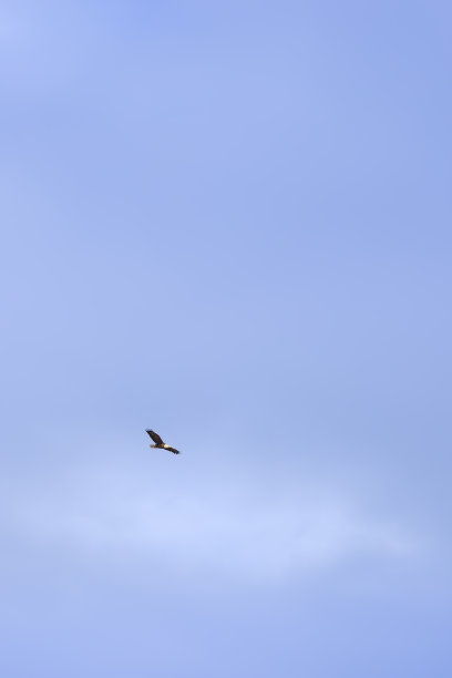 背景极简主义拍摄的秃鹰在广阔的蓝天翱翔，在加拿大阿尔伯塔省的山麓。本空间图片下载