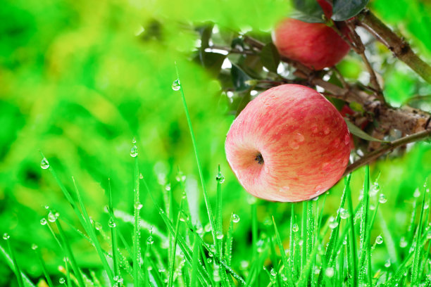 一个苹果在绿色灌木的树枝上的特写与水滴。图片下载