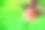 一个苹果在绿色灌木的树枝上的特写与水滴。图片下载