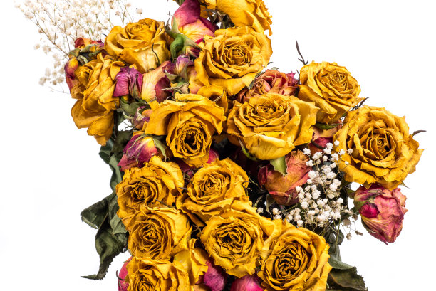 干玫瑰花束图片下载