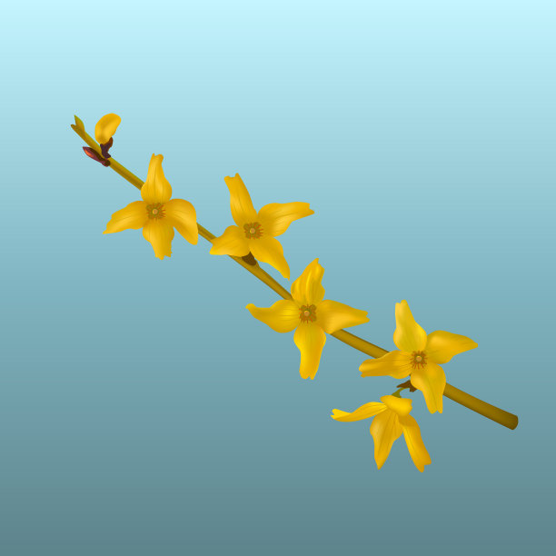 连翘的小分枝，开着黄色的花。用来印刷，海报，卡片的复活节树。现实的矢量插图在蓝色的背景。图片下载