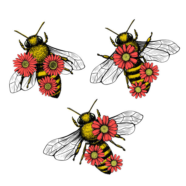 蜜蜂和花在素描风格上的黑色背景。自然矢量复古插画设计元素集。手绘。图片下载