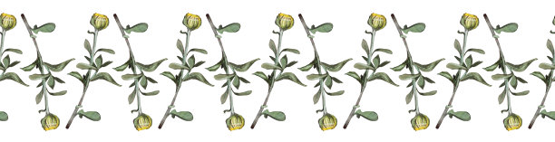 无缝边界水彩黄色菊花芽与绿色叶在白色背景。复古手绘树枝花和花蕾庆祝卡。自然艺术墙纸包装速写本图片下载