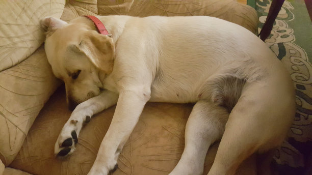 白色可爱的拉布拉多犬躺在沙发上。图片下载