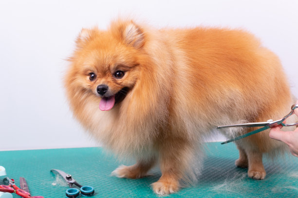 专业美容师在动物美容院照顾橙色博美犬。图片下载