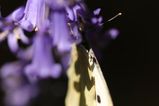 昆虫在夏天的阳光下晒太阳图片下载