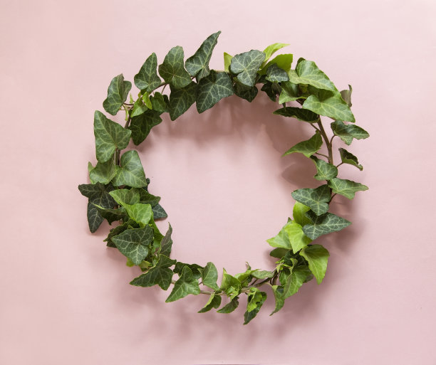 艾薇花环图片下载