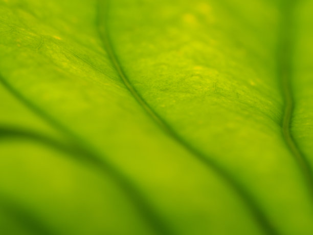 摘要:杰克果叶片模糊图片下载