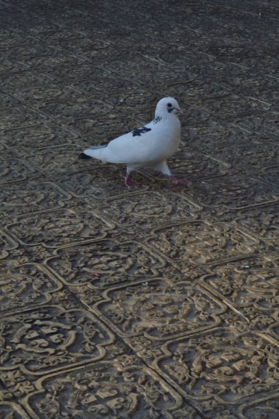 中国园林中的白鸽图片下载
